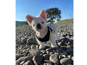 ☆モデル犬卒業後、里親さん宅での様子☆